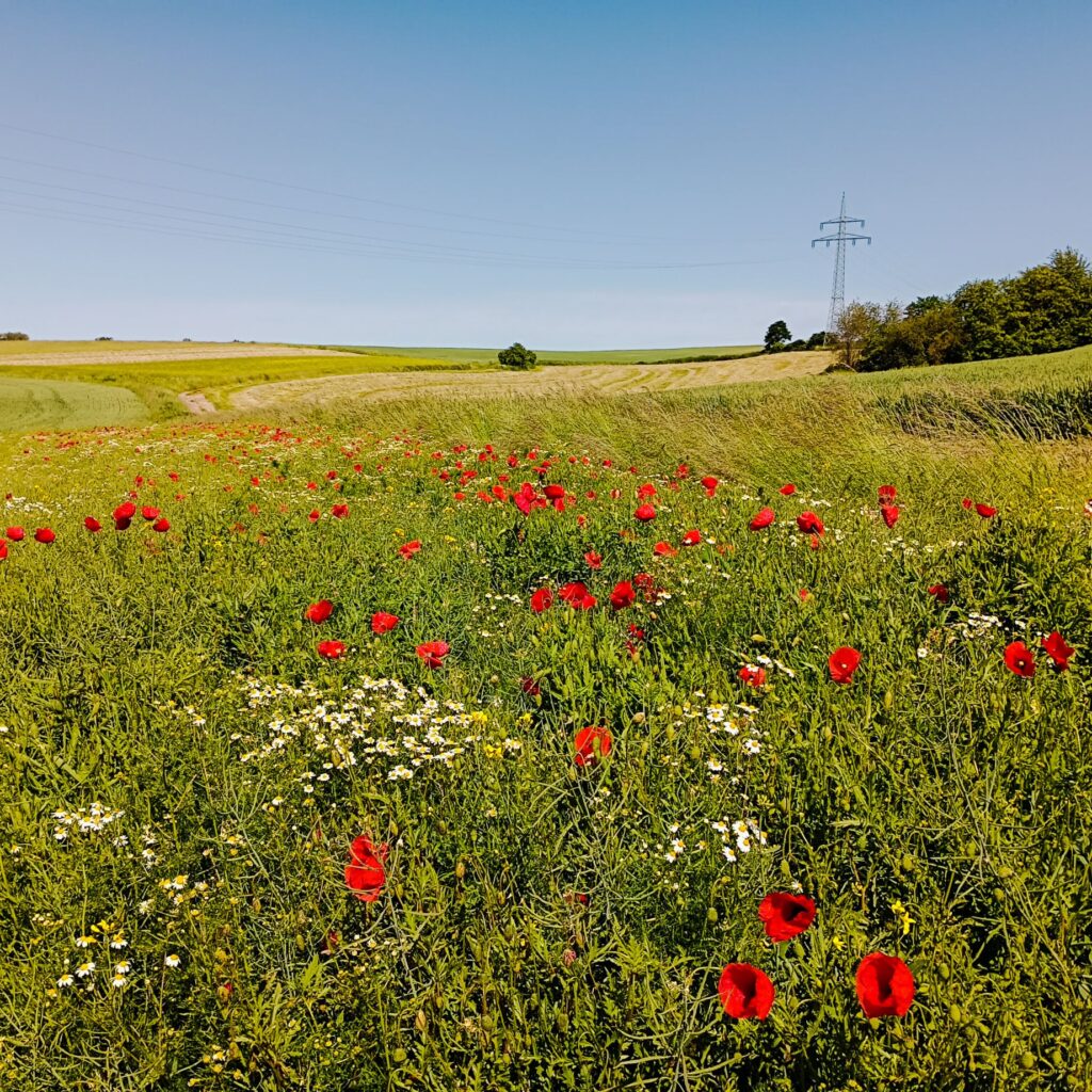 Mohnblüte Anfang Juni 2023.