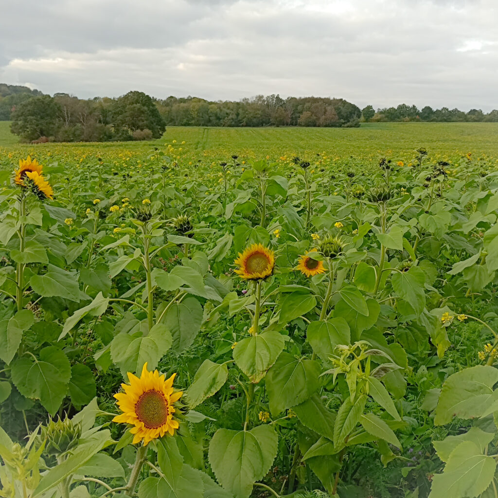 Sonnenblumenfeld im Oktober 2023 - etwas Sonne fehlt!