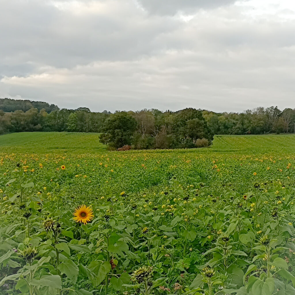 Sonnenblumenfeld im Oktober 2023 - etwas Sonne fehlt!